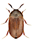 Attagenus smirnovi
