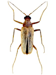 Thylodrias contractus