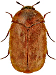 Trogoderma granarium