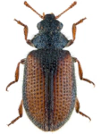 Laricobius erichsoni