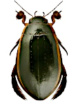 Cybister lateralimarginalis