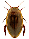Laccophilus minutus
