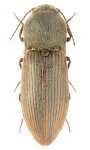 Agriotes obscurus