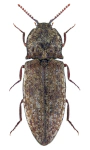 Agrypnus murinus