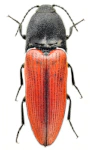 Ampedus sanguineus