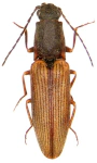 Athous bicolor
