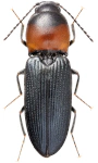 Cardiophorus ruficollis