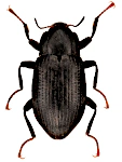 Limnius opacus