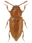 Cryptophilus integer