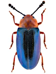 Triplax aenea