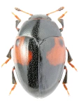 Tritoma bipustulata