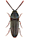 Hylis olexai