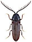 Microrhagus pygmaeus