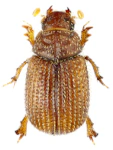 Glaresis rufa
