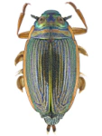 Aulonogyrus concinnus