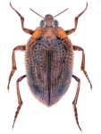 Peltodytes caesus