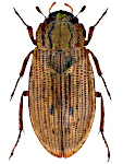 Helophorus grandis