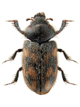 Augyles hispidulus