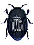 Epierus comptus