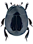 Hister unicolor