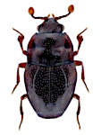 Plegaderus dissectus