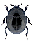 Saprinus aeneus