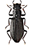 Hydrochus crenatus