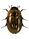 Anacaena bipustulata