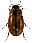 Enochrus quadripunctatus