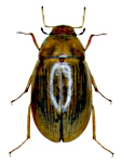 Helochares lividus
