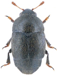 Brachypterolus pulicarius