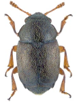 Brachypterus urticae