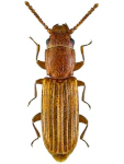 Leptophloeus alternans