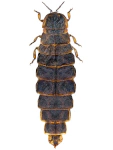 Lampyris noctiluca (female)