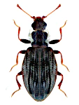 Cartodere nodifer