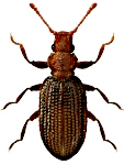 Dienerella ruficollis