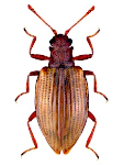 Stephostethus lardarius