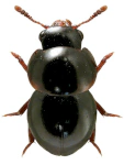 Agathidium laevigatum