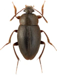 Catops nigricans