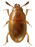 Hydnobius multistriatus