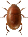 Leiodes ferruginea