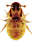 Platypsyllus castoris