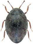 Limnichus pygmaeus