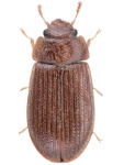 Ancyrona japonica