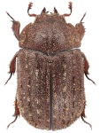 Aesalus scarabaeoides