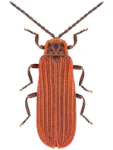 Dictyoptera aurora