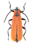 Lygistopterus sanguineus