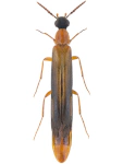 Lymexylon navale