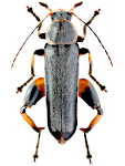 Osphya bipunctata