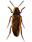 Phloiotrya rufipes